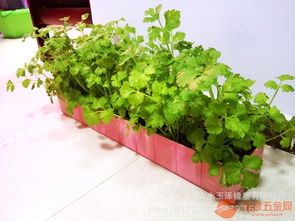 润康园厂家直销智能蔬菜种植机 可移动式植物净化器 无土栽培阳台