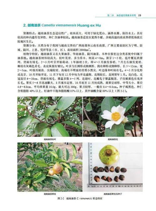 油茶 中国特色木本油料植物